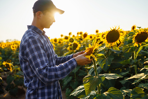 Farmer examining crop  in the sunflower field. Business, harvesting, organic gardening concept.