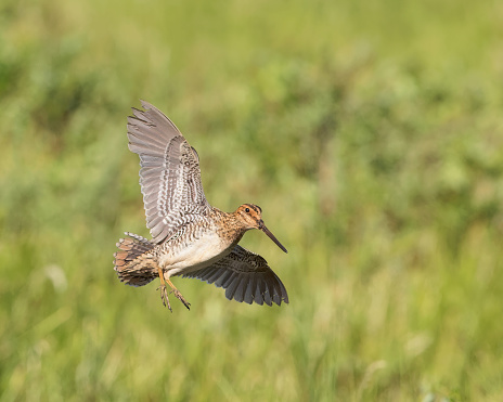 A Wilson's Snipe in flight over a Wyoming wetland.