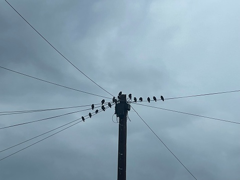 Flock of birds sitting on a telegraph pole in the morning.