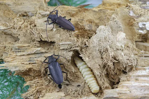 Carpenter longhorn, Long horned beetle (Ergates faber) female, male and larva on deadwood pine stump in were developing.