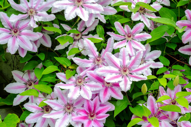 istock Pink clematis in front of a house 1411698423