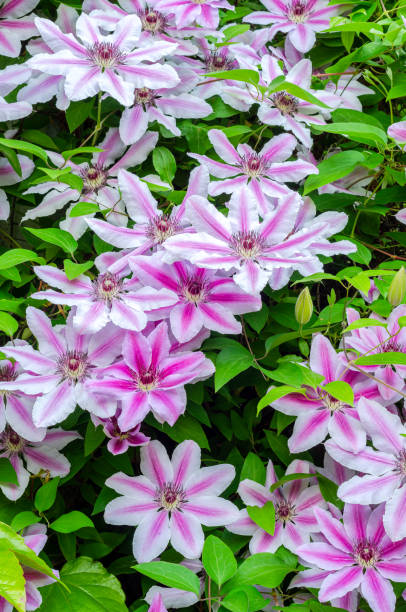 istock Pink clematis in front of a house 1411698429