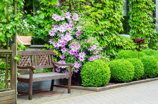 istock Pink clematis and ivy 1411698444