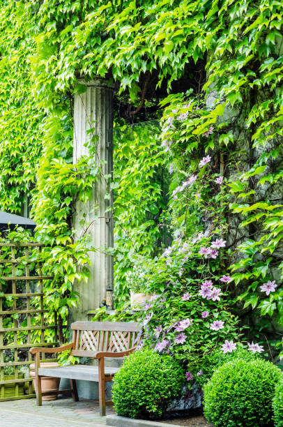 istock Ivy and clematis 1411698480