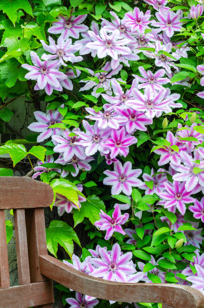 rosa clematis vor einem haus - waldrebe stock-fotos und bilder