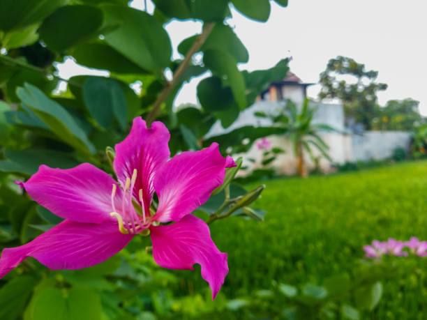 Bauhinia forficata flower