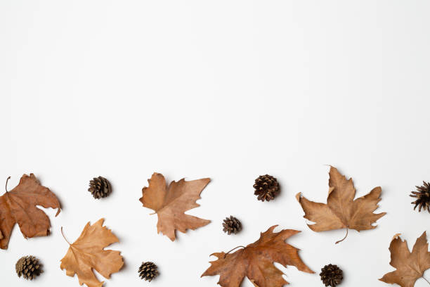 istock Autumn composition with dried leaves and cones on white background 1411699761
