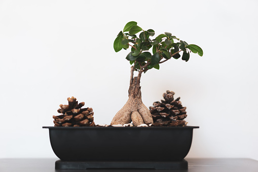 On a white background, a bonsai tree with a curvy trunk and moss in a potted blue pot.