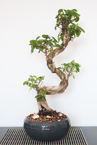 Ginseng ficus bonsai plant in black pot