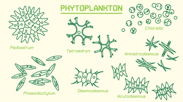 phytoplankton Phytoplankton (cyanobacteria and microalgae) can convert light energy and mineral nutrients into organic matter. They are responsible for the photosynthetic fixation of around 50×10^15 g C annually chlamydomonas stock illustrations