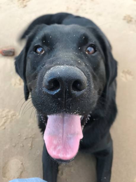 istock Dog on beach with tongue out 1411701835