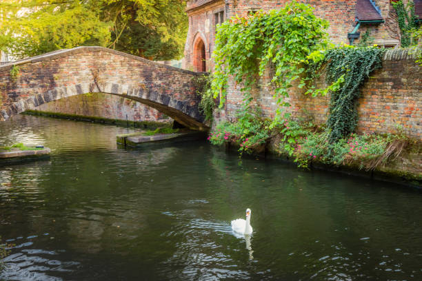 istock Single swan floating on Brugge canal waters with bridge, Belgium 1411702077