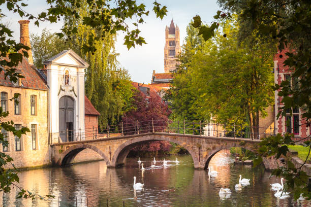 Swans line floating on Brugge canal waters with bridge, Belgium stock photo