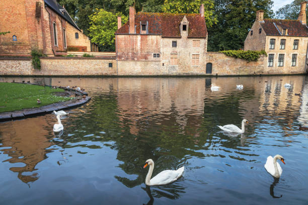 istock Swans line floating on Brugge canal waters with reflection, Belgium 1411702184