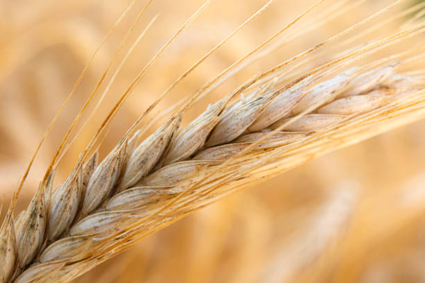 istock Golden wheat spike in a field 1411703248