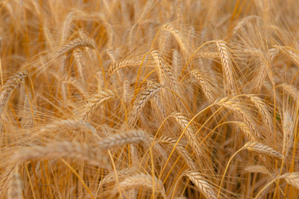 istock Golden wheat in the field 1411703268