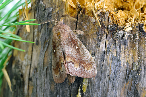 Pine tree Lappet Moth (Dendrolimus pini), male.