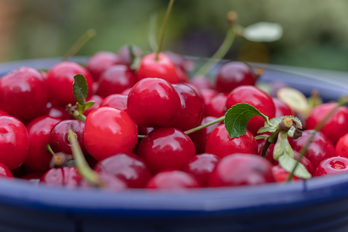 A close up of a bowl of cherries, freshly harvested from the tree.  County Down, Northern Ireland.