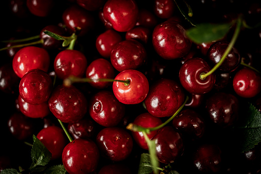 A close up of a bowl of cherries, freshly harvested from the tree.  County Down, Northern Ireland.