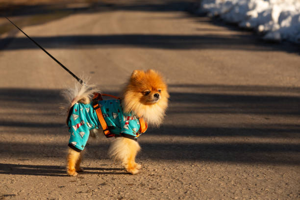 istock A pomeranian dog on a leash 1411710286