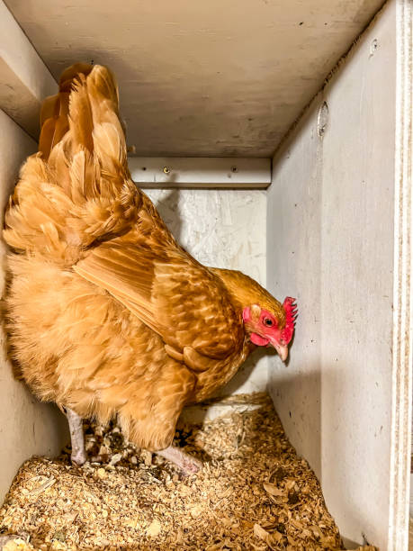 istock Layer chicken in a cage free coop for laying eggs. 1411710954