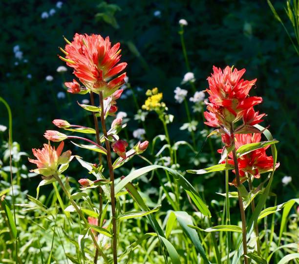 castilleja - indian paintbrush foto e immagini stock