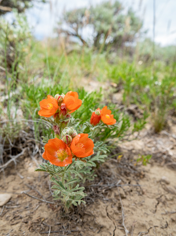 close-up of small orange high desert flowers