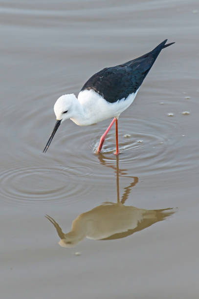 istock The black-winged stilt, common stilt, or pied stilt (Himantopus himantopus) is a widely distributed very long-legged wader in the avocet and stilt family (Recurvirostridae). Lake Nakuru National Park, Kenya 1411713820