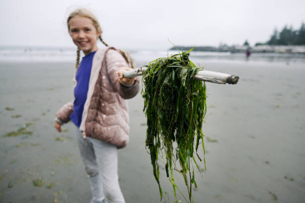 Girl Holding Out Stick Covered in Seaweed stock photo