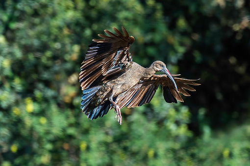 The hadada ibis (Bostrychia hagedash), also called hadeda, is an ibis native to Sub-Saharan Africa. Lake Nakuru National Park, Kenya. Flying.