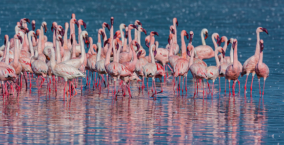 The lesser flamingo (Phoenicopterus minor) is a species of flamingo occurring in sub-Saharan Africa. Lake Nakuru National Park, Kenya