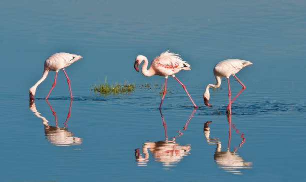 el flamenco menor (phoenicopterus minor) es una especie de flamenco que se encuentra en el áfrica subsahariana. parque nacional del lago nakuru, kenia - valle del rift fotografías e imágenes de stock