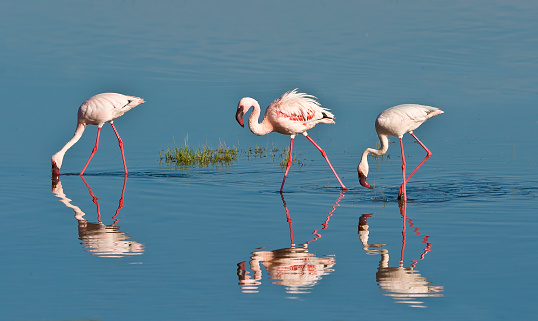 The lesser flamingo (Phoenicopterus minor) is a species of flamingo occurring in sub-Saharan Africa. Lake Nakuru National Park, Kenya
