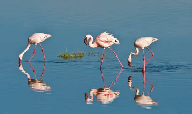 The lesser flamingo (Phoenicopterus minor) is a species of flamingo occurring in sub-Saharan Africa. Lake Nakuru National Park, Kenya stock photo