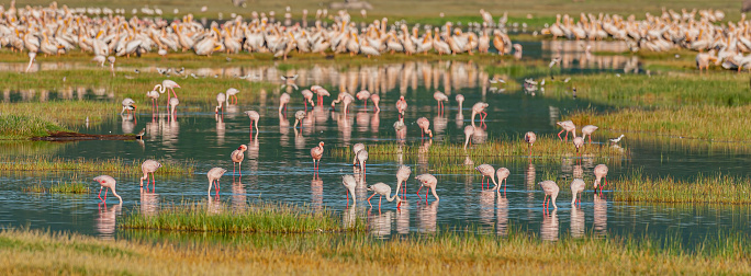 The lesser flamingo (Phoenicopterus minor) is a species of flamingo occurring in sub-Saharan Africa. Lake Nakuru National Park, Kenya