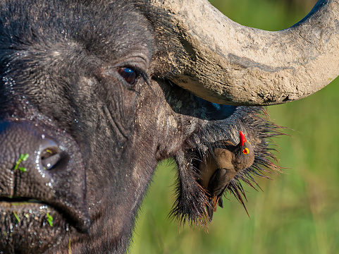 The red-billed oxpecker (Buphagus erythrorynchus) is a passerine bird in the oxpecker family, Buphagidae. On a African Buffalo. Passeriformes.
