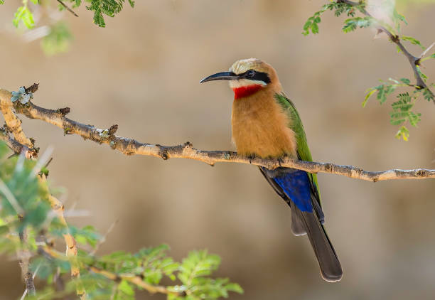 el abejaruco de frente blanca (merops bullockoides) es una especie de abejaruco ampliamente distribuido en áfrica subecuatorial. parque nacional del lago nakuru, kenia - valle del rift fotografías e imágenes de stock