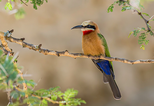 The white-fronted bee-eater (Merops bullockoides) is a species of bee-eater widely distributed in sub-equatorial Africa. Lake Nakuru National Park, Kenya