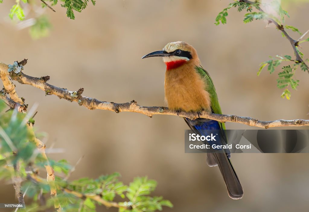 The white-fronted bee-eater (Merops bullockoides) is a species of bee-eater widely distributed in sub-equatorial Africa. Lake Nakuru National Park, Kenya Kenya Stock Photo