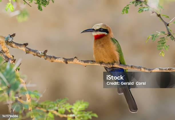 The Whitefronted Beeeater Is A Species Of Beeeater Widely Distributed In Subequatorial Africa Lake Nakuru National Park Kenya Stock Photo - Download Image Now