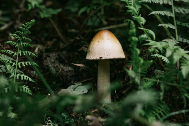 hongo solitario en el bosque del noroeste del pacífico - mushrooms of the northwest fotografías e imágenes de stock