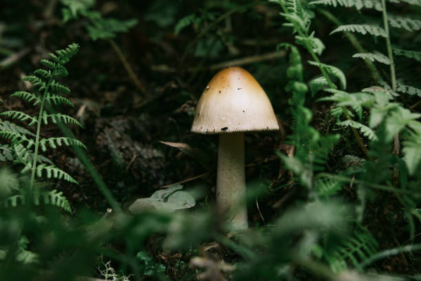 A pale tan mushroom stands in contrast to the ferns of a Washington state forest.
