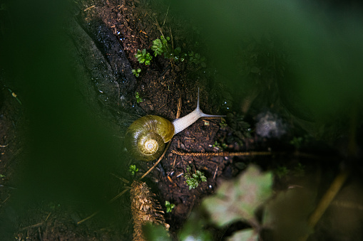 A snail crawls through the dirt of a Pacific Northwest forest floor.