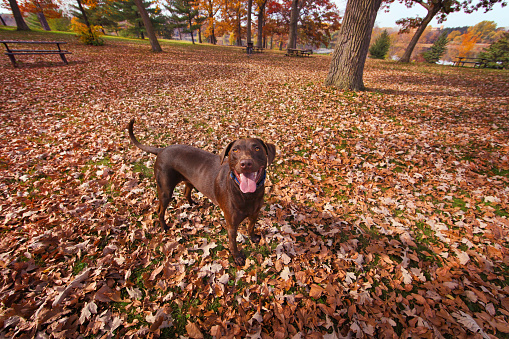 Chocolate Lab waiting for owner to throw ball. Wirth Park, Minneapolis, Minnesota.