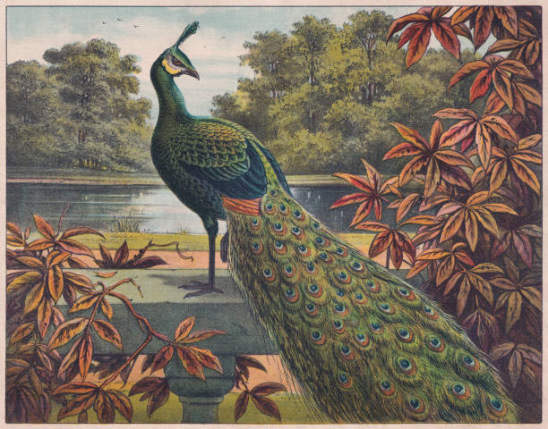Indian peafowl (Pavo cristatus), chromolithograph, published ca. 1898 vector art illustration