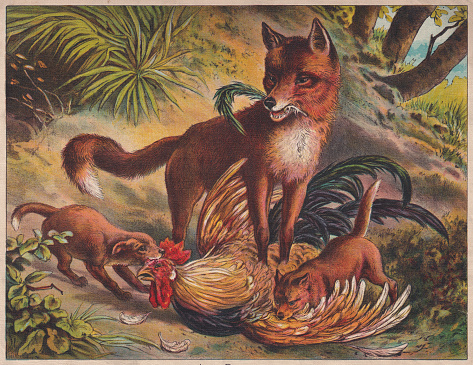 Red fox (Vulpes vulpes) with cubs eating prey. Chromolithograph, published ca. 1898.