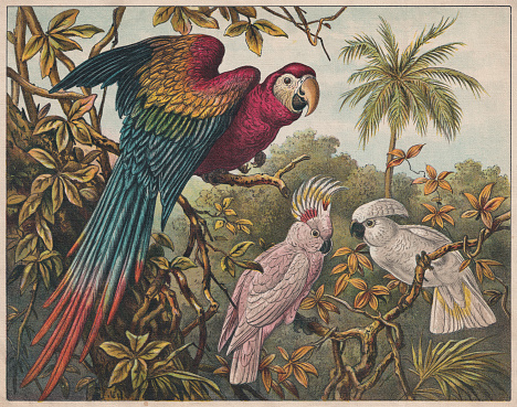 Parrots: Scarlet macaw (Ara macao), Pink cockatoo (Lophochroa leadbeateri), and White cockatoo (Cacatua alba, from the left). Chromolithograph , published ca. 1898.