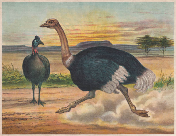 150+ Emu Running Illustrations - iStock