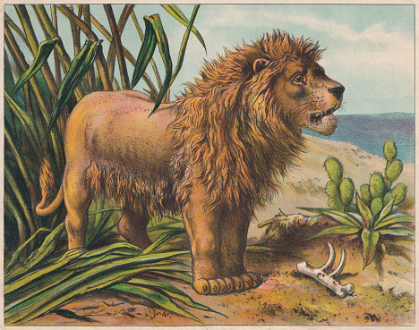 Lion (Panthera leo). Chromolithograph, published ca. 1898.