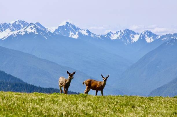 istock Olympic Mountains With Deer In The Meadow 1411715834